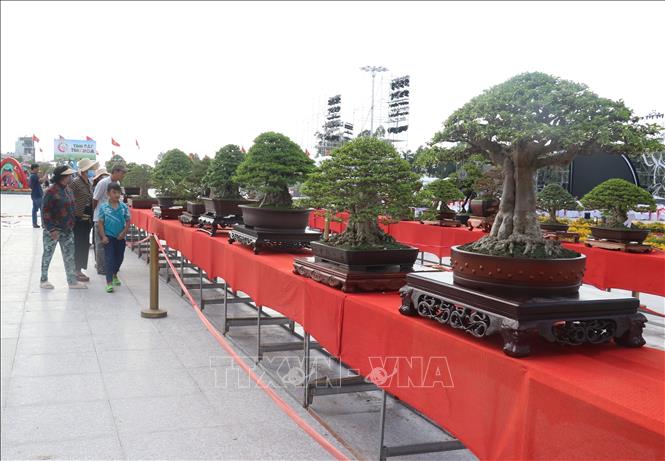Trưng bày kiểng bonsai tại Festival hoa kiểng thành phố Sa Đéc (tỉnh Đồng Tháp). Ảnh: Nguyễn Văn Trí – TTXVN