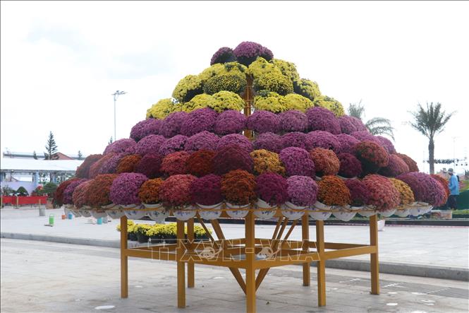 Tiểu cảnh cúc mâm xôi phục vụ Festival Hoa – Kiểng tại thành phố Sa Đéc (tỉnh Đồng Tháp). Ảnh: Nguyễn Văn Trí – TTXVN