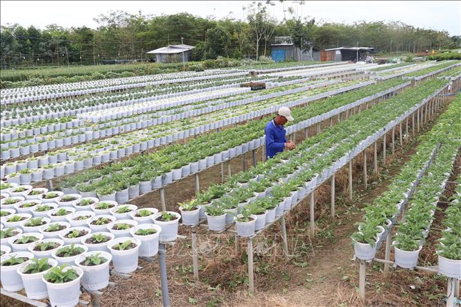 Chăm sóc hoa ở Làng hoa kiểng thành phố Sa Đéc (tỉnh Đồng Tháp). Ảnh: Nguyễn Văn Trí – TTXVN