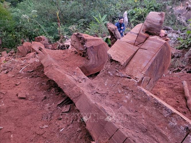 Những thân gỗ nghiến lớn bị lâm tặc tận dụng lấy đi phần gỗ có giá trị, chỉ để lại phần bị hư hỏng. Ảnh: Nhóm phóng viên TTXVN