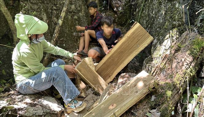 Người dân bị các các đối tượng “đầu nậu” lợi dụng hoàn cảnh khó khăn để thuê vào rừng cắt hạ cây gỗ nghiến. Ảnh: Nháóm phóng viên TTXVN