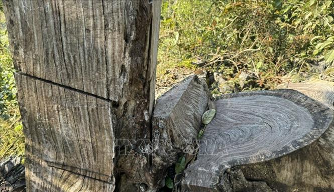 Những gốc gỗ nghiến lớn đã bị lâm tặc đốn hạ trước kia được lực lượng kiểm lâm kiểm tra và đánh dấu tại bản Séo Lèng 2, xã Phìn Hồ, huyện Sìn Hồ, tỉnh Lai Châu. Ảnh: Nhóm phóng viên TTXVN