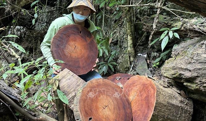 Những thân gỗ nghiến được hạ cũ, sau đó 