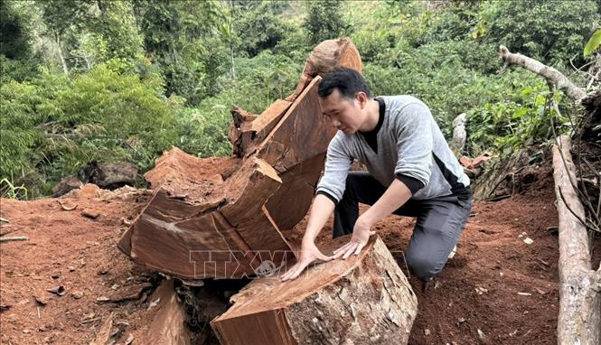 Nhiều khúc gỗ nghiến lớn ở rừng phòng hộ bản Séo Lèng 2, xã Phìn Hồ mà 