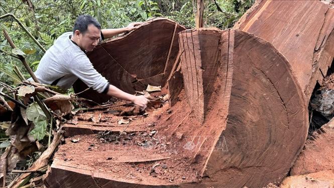 Một thân gỗ nghiến lớn đang bị 
