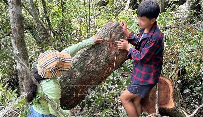 Lâm tặc đốn hạ thân gỗ nghiến lớn và đánh dấu nhân để khẳng định 