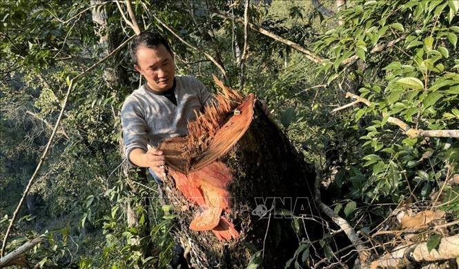 Cây gỗ nghiến này tại bản Séo Lèng 2 có đường kính khoảng 50cm mới bị 