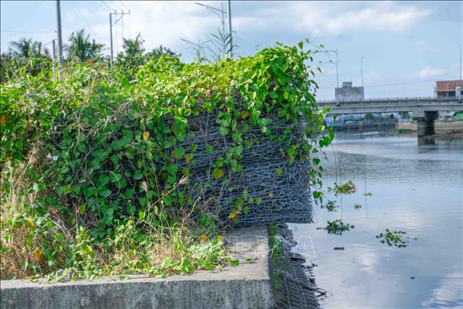 Dây leo phủ kín các tấm lưới thép vật liệu thi công kè rạch Cái Sơn. Ảnh: Thanh Liêm - TTXVN