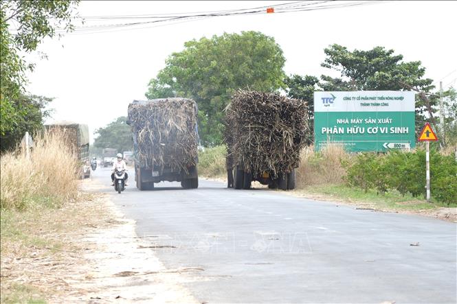 Xe chở mía nguyên liệu dừng đỗ bên đường nhằm tránh sự kiểm tra của lực lượng Cảnh sát giao thông. Ảnh: Minh Phú - TTXVN