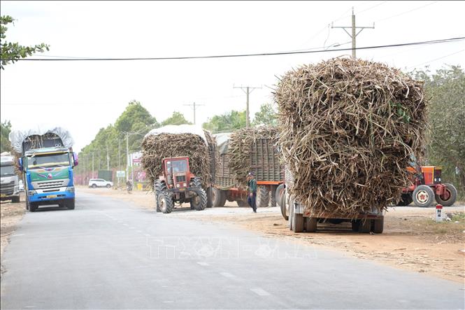Xe tải, xe công nông quá khổ tập kết cây mía nguyên liệu vào nhà máy mía đường thuộc Công ty cổ phần mía đường Thành Thành Công Tây Ninh. Ảnh: Minh Phú - TTXVN