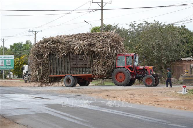 Xe công nông quá khổ chở cây mía nguyên liệu vào nhà máy đường thuộc Công ty cổ phần mía đường Thành Thành Công Tây Ninh. Ảnh: Minh Phú - TTXVN