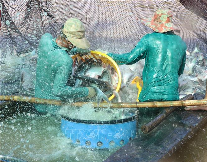 Harvesting tra fish in a farm in Tam Nong district, southern Dong Thap province. VNA Photo: Nguyễn Văn Trí 