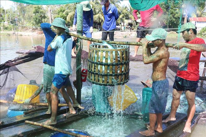 Harvesting tra fish in a farm in Tam Nong district, southern Dong Thap province. VNA Photo: Nguyễn Văn Trí 