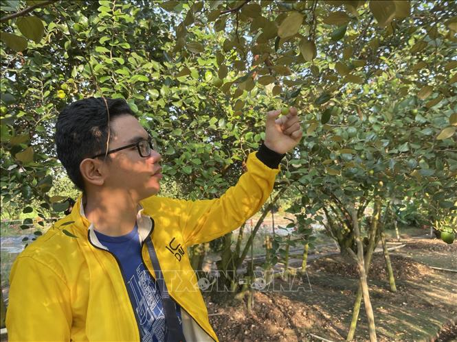 Khách tham quan vườn táo sáu Hồi tại ấp Kinh Ngang, xã Tân Thành (Gò Công Đông, Tiền Giang). Ảnh: Hồng Nhung - TTXVN