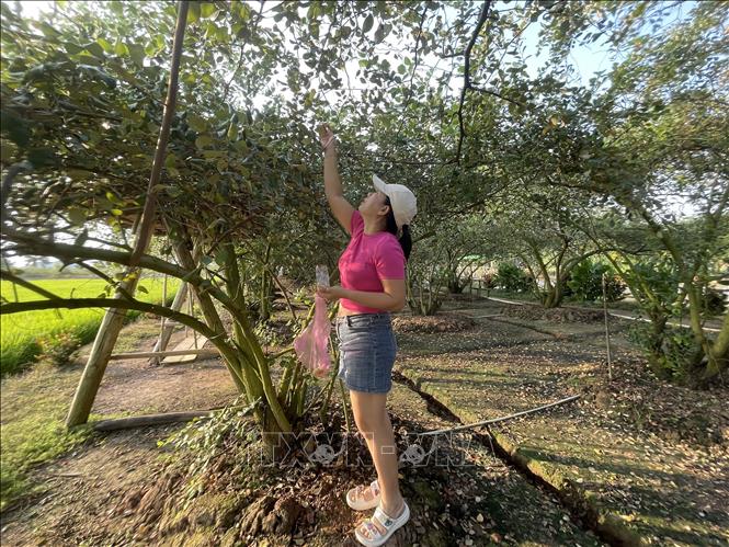 Du khách hái táo tại vườn táo Sáu Hồi. Ảnh: Hồng Nhung - TTXVN