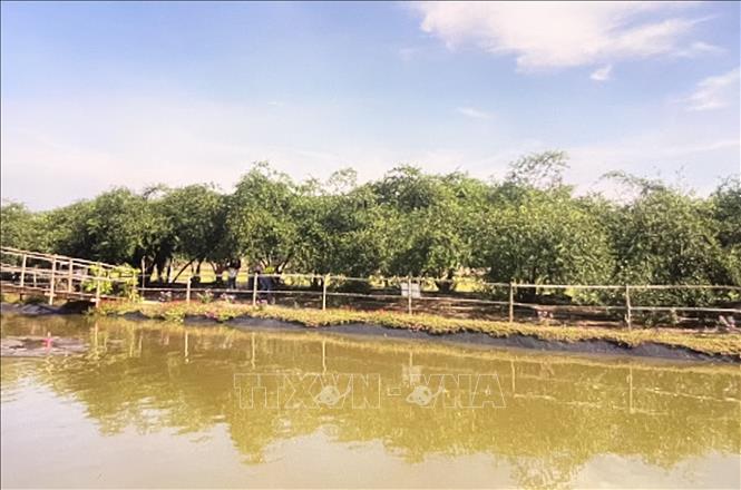 Vườn Táo sáu Hồi tại ấp Kinh Ngang, xã Tân Thành (Gò Công Đông, Tiền Giang). Ảnh: Hồng Nhung - TTXVN
