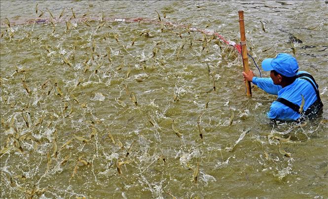 A high-tech model of growing shrimp for export in Ca Mau province. VNA Photo