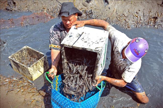 The shrimp-rice farming model has been implemented effectively and developed sustainably in Ca Mau province. VNA Photo