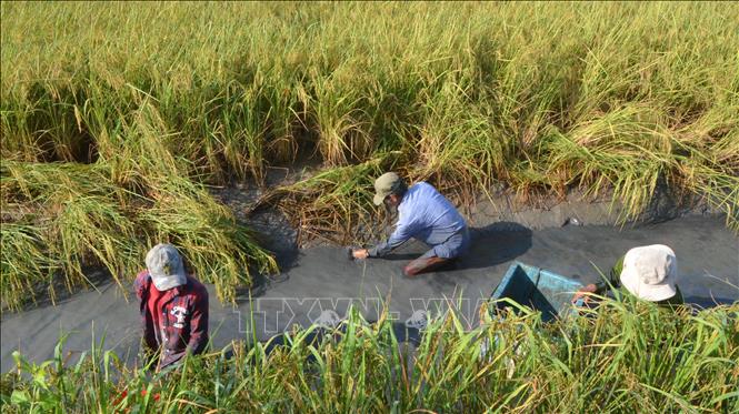 The shrimp-rice growing model (rotating between breeding shrimp in the dry season and growing rice in the rainy season on the same fields) shows efficiency in the Mekong Delta province of Bac Lieu. VNA Photo