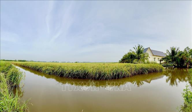The shrimp-rice growing model (rotating between breeding shrimp in the dry season and growing rice in the rainy season on the same fields) shows efficiency in the Mekong Delta province of Bac Lieu. VNA Photo