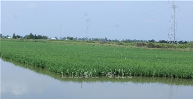 The shrimp-rice growing model (rotating between breeding shrimp in the dry season and growing rice in the rainy season on the same fields) shows efficiency in the Mekong Delta province of Bac Lieu. VNA Photo