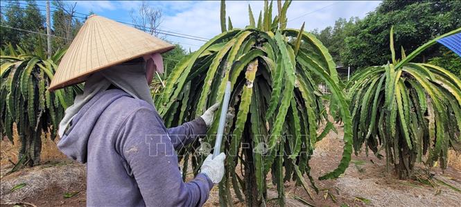 Bà Nguyễn Thị Liễu, ấp Trang Định, xã Bông Trang, cắt bỏ những nhánh thanh long bị bệnh nấm 