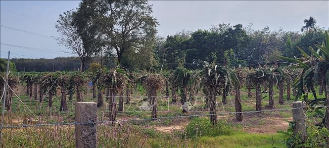 Một vườn thanh long bị bệnh nấm 