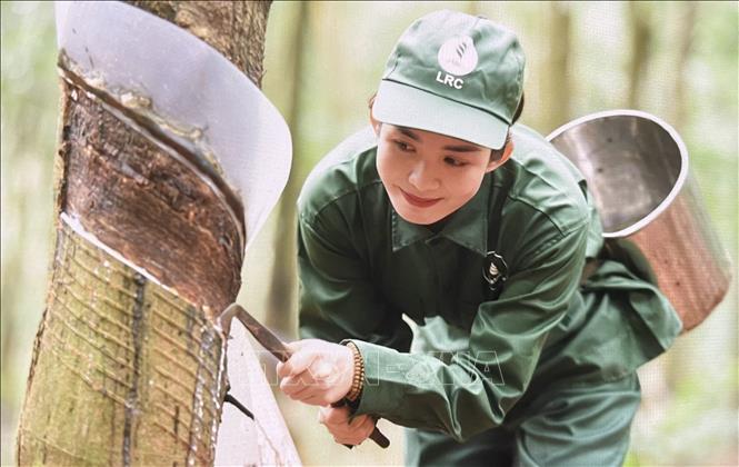 Côngnhân cạo mủ cao su tại Nông trường cao su Lộc Ninh. Ảnh: Hồng Nhung - TTXVN