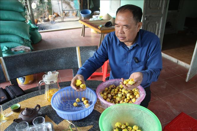 Flower grower Dam Van Cuong separates the harvested flowers into different shapes and sizes. VNA Photo: Thanh Vân