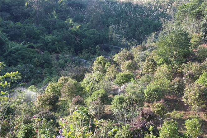 Ba Che mountainous district has approximately 300 hectares of medicinal herbs and plants, with over one-half growing yellow flower. VNA Photo: Thanh Vân