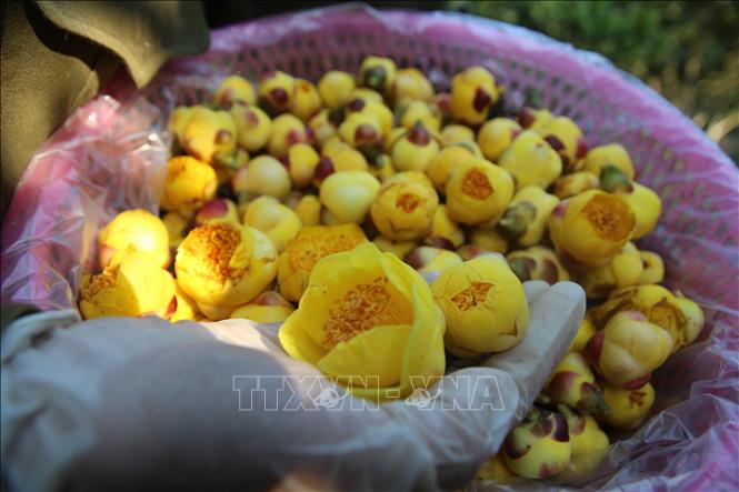 The yellow flower tea is known as 