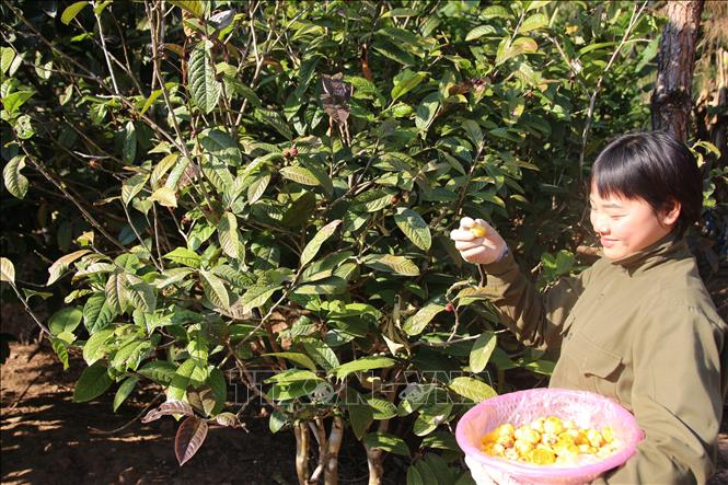 Grower Phoong Thi Dan harvests yellow flowers. VNA Photo: Thanh Vân
