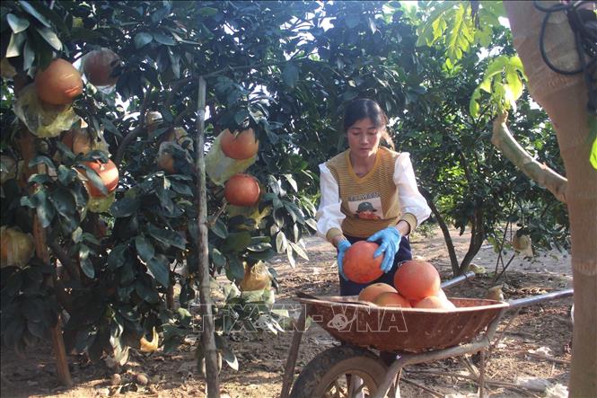 Người dân thu hoạch bưởi Luận Văn. Ảnh: Trịnh Duy Hưng - TTXVN
