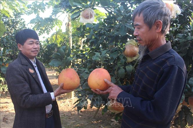 Bưởi tiến vua đã được các tiểu thương đặt mua tại gốc. Ảnh: Trịnh Duy Hưng - TTXVN

