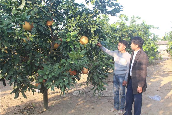 Bưởi tiến vua đã được các tiểu thương đặt mua tại gốc. Ảnh: Trịnh Duy Hưng - TTXVN
