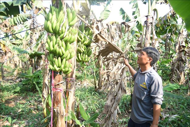 Các vườn chuối sau khi được bón phân đều có trái chuối nhỏ không đạt chuẩn. Ảnh: Lê Xuân - TTXVN