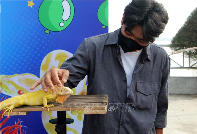 Ngày hội có khu vực dành riêng cho các loại thú cưng là bò sát. Ảnh: Trung Kiên - TTXVN