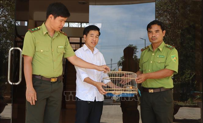 Anh Đậu Tất Thành, Phóng viên Cơ quan thường trú Thông tấn xã Việt Nam tại Bình Phước bàn giao cá thể Cu li, thuộc động vật hoang dã nhóm IB, nguy cấp quý hiếm cần được bảo tồn cho Chi cục Kiểm lâm tỉnh Bình Phước. Ảnh: Nhật Bình – TTXVN.