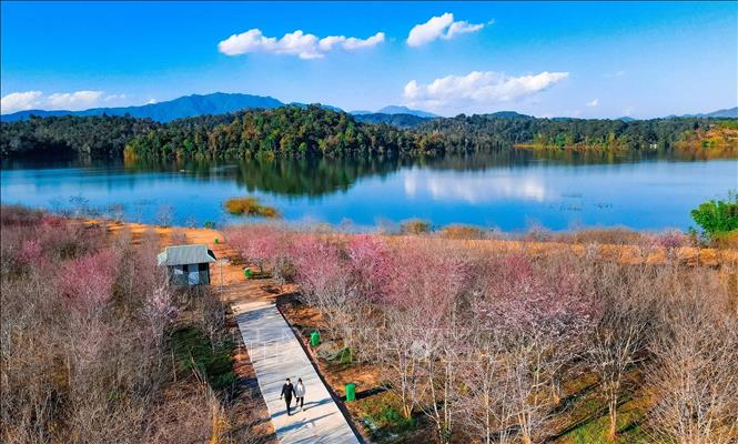 A small island with peach blossoms inside Pa Khoang reservoir. VNA Photo: Xuân Tư