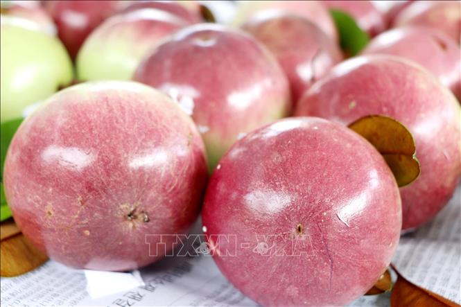 Purple star apple fruits grown by Truong Khuong A fruit orchard cooperative at Truong Khuang commune, Phong Dien district, the Mekong Delta city of Can Tho. VNA Photo: Thu Hiền