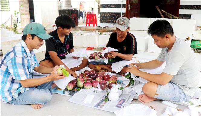 Classifying and packaging purple star apple fruits for export at Truong Khuong A fruit orchard cooperative at Truong Khuang commune, Phong Dien district, the Mekong Delta city of Can Tho. VNA Photo: Thu Hiền
