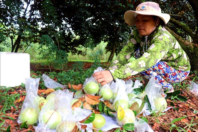 Harvesting purple star apple fruits for export at Truong Khuong A fruit orchard cooperative at Truong Khuang commune, Phong Dien district, the Mekong Delta city of Can Tho. VNA Photo: Thu Hiền