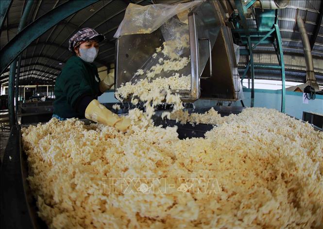 Rubber production at Chu Pah Rubber Co. Ltd under the Vietnam Rubber Group in the Central Highlands province of Gia Lai. VNA Photo: Vũ Sinh
