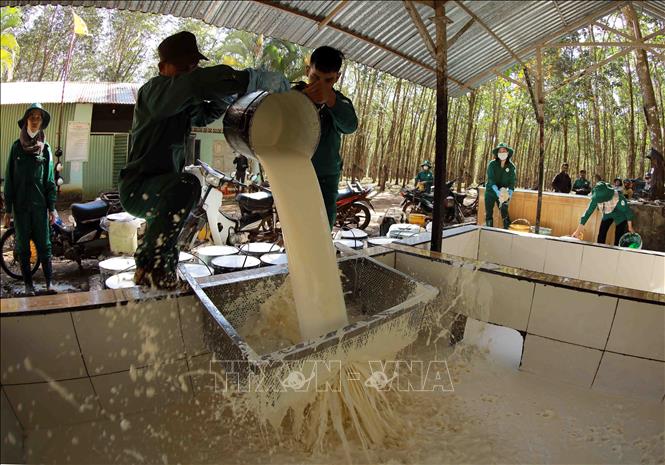 Rubber production at Chu Pah Rubber Co. Ltd under the Vietnam Rubber Group in the Central Highlands province of Gia Lai. VNA Photo: Vũ Sinh