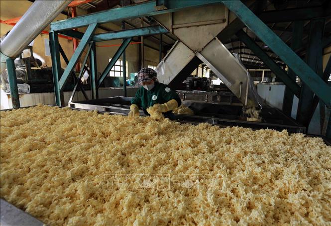 Rubber production at Chu Pah Rubber Co. Ltd under the Vietnam Rubber Group in the Central Highlands province of Gia Lai. VNA Photo: Vũ Sinh