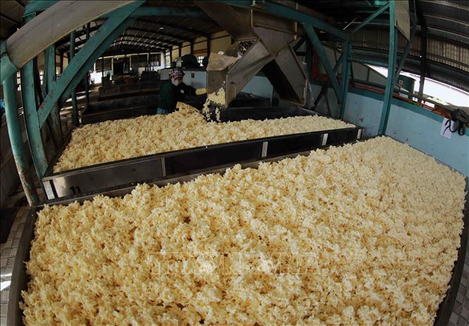 Rubber production at Chu Pah Rubber Co. Ltd under the Vietnam Rubber Group in the Central Highlands province of Gia Lai. VNA Photo: Vũ Sinh