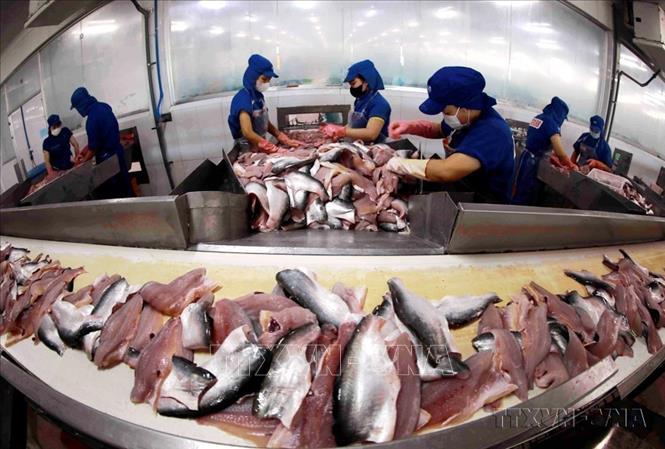 Dây chuyền chế biến cá tra xuất khẩu tại nhà máy của Tập đoàn Sao Mai. Ảnh: Vũ Sinh - TTXVN
