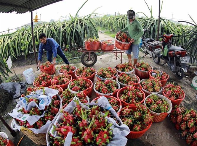 Dấu ấn WTO được ghi nhận rõ nét trong việc đưa Việt Nam trở thành một nền kinh tế có độ mở cao và cải thiện cán cân thương mại hàng hóa, chuyển từ nhập siêu sang xuất siêu. Ảnh: Vũ Sinh - TTXVN