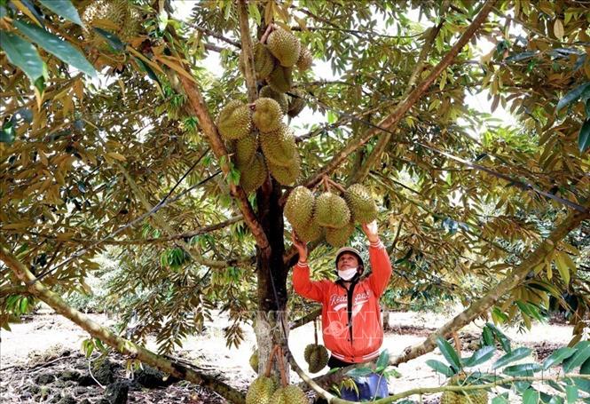 Theo Cục Bảo vệ thực vật thuộc Bộ Nông nghiệp và Phát triển nông thôn (MARD), Việt Nam đang hoàn thiện các thủ tục để tạo thuận lợi cho việc xuất khẩu sầu riêng Việt Nam sang Ấn Độ. Ảnh: Hồng Đạt - TTXVN