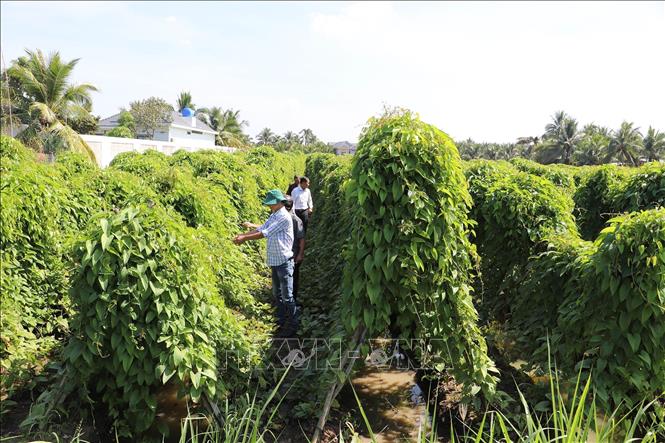 Diện tích trồng khoai mở ở xã Tân Hòa Thành (Tân Phước, Tiền Giang). Ảnh: Minh Trí - TTXVN